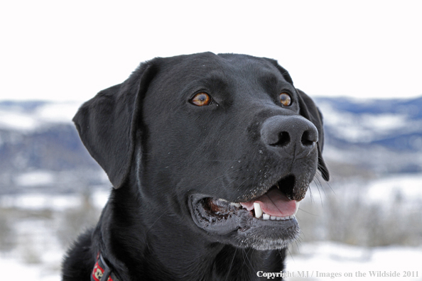 Black Labrador Retriever in winter. 