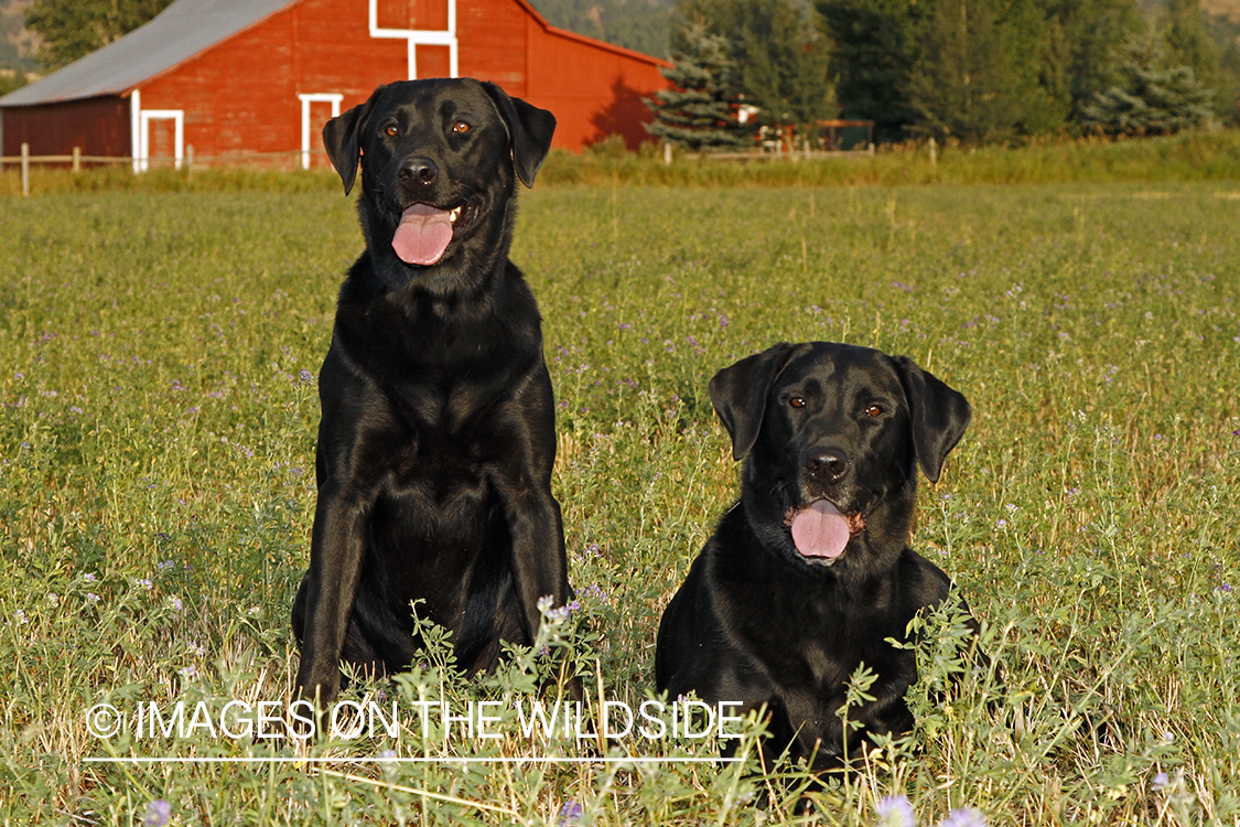 Black Labrador Retrievers