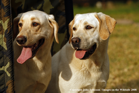 Yellow Labrador Retriever in field