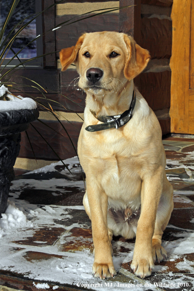 Yellow Labrador Retriever 