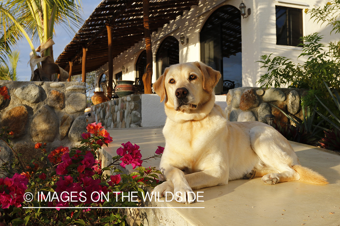 Yellow lab in front of house.