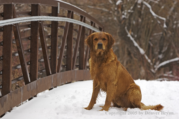 Golden Retriever on snow-covered bridge.