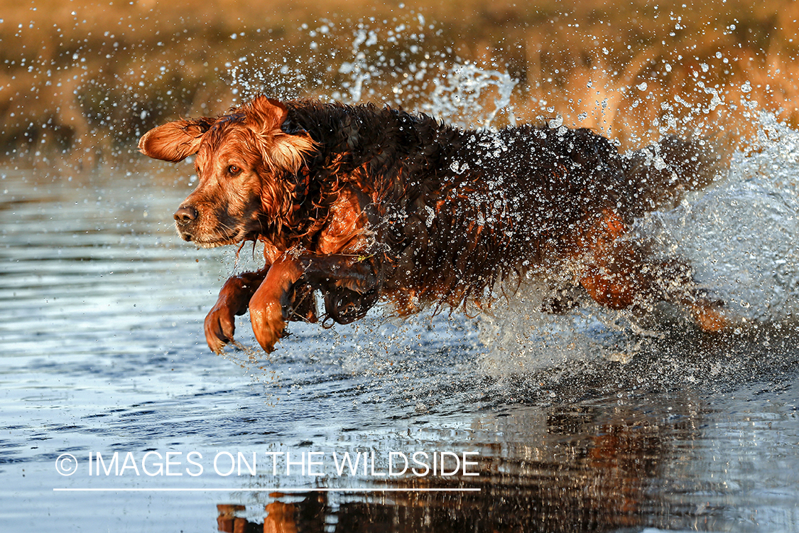 Golden Retriever leaping into water.