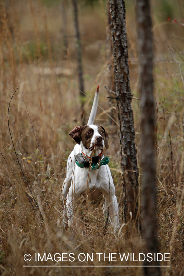 English pointer on bobwhite quail hunt.