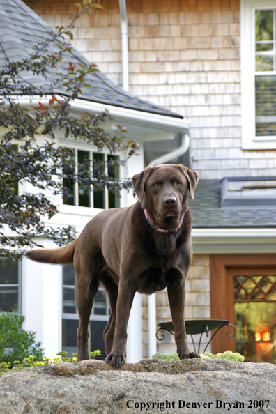 Chocolate Labrador Retriever