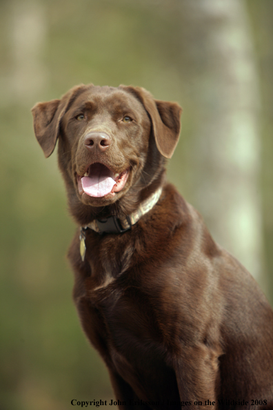 Chocolate Labrador Retriever