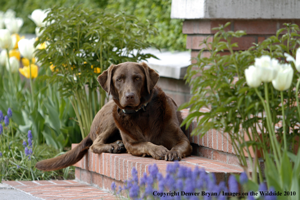 Chocolate Labrador Retriever