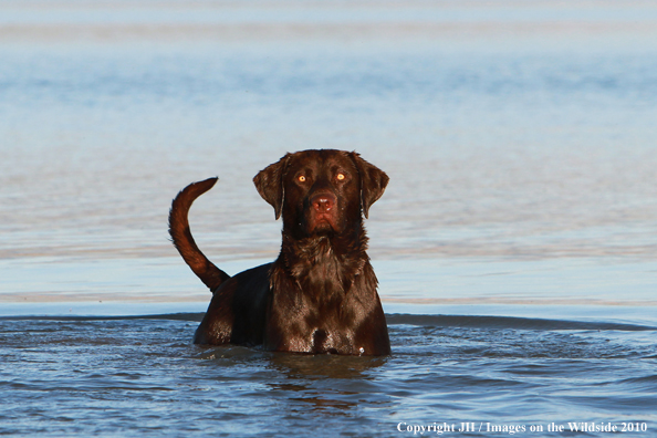 Chocolate Labrador Retriever