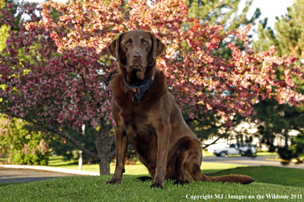 Chocolate Labrador Retriever.