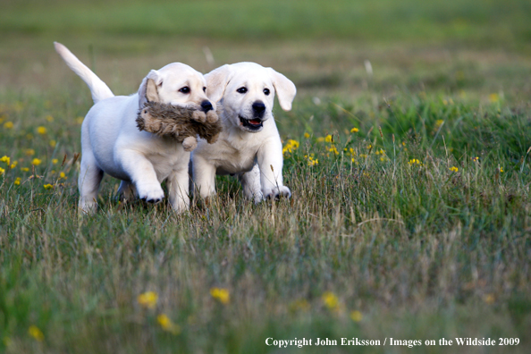 Yellow Labrador Retriever puppies in field