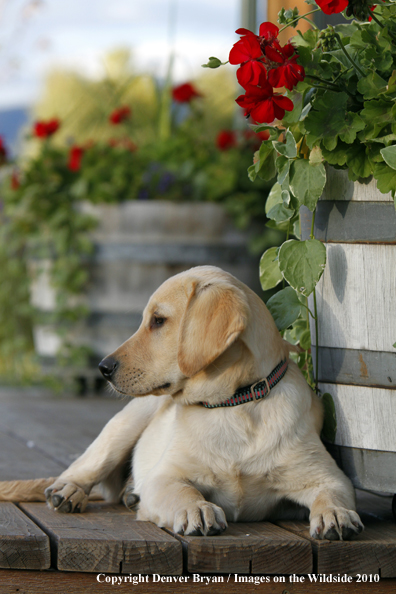 Yellow Labrador Retriever Puppy