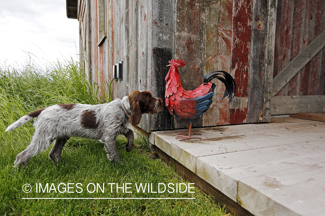 Wirehaired pointing griffon inspecting chicken sculpture. 