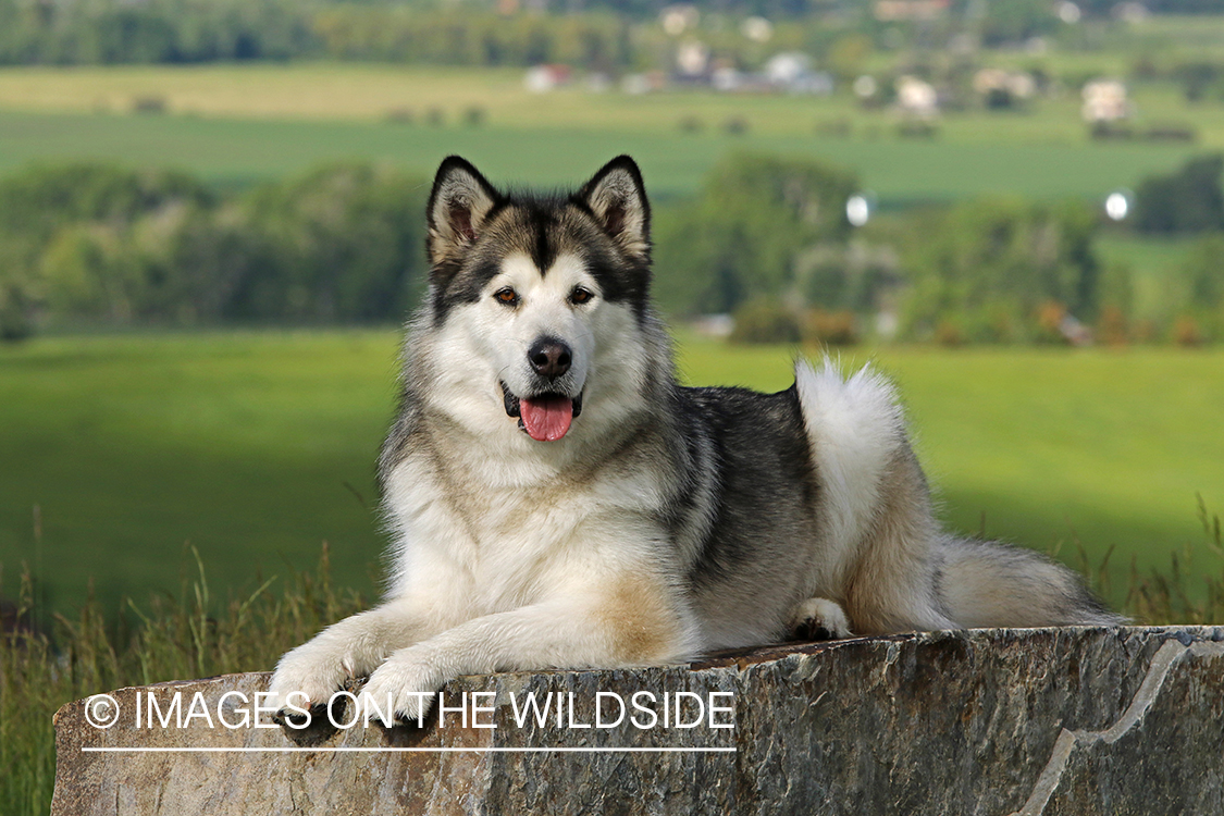 Alaskan Malamute on rock.