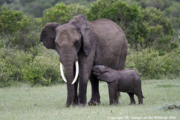 African Elephant (cow with calf)