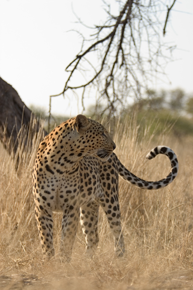 Leopard in habitat. Africa