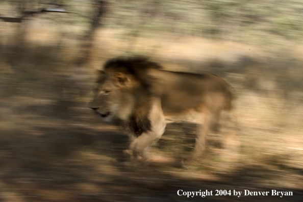 Male African lion running. Africa