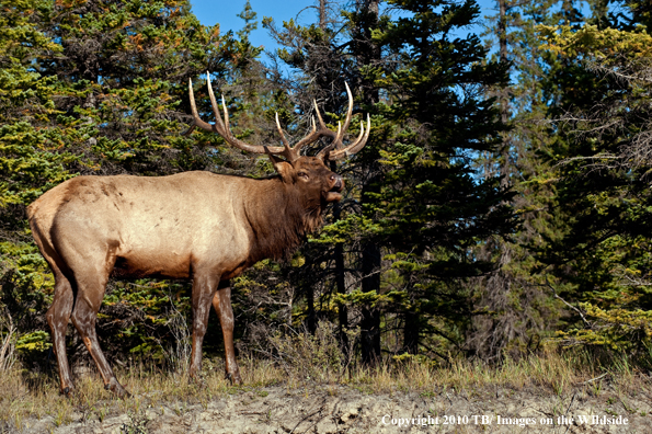 Rocky mountain elk in habitat.