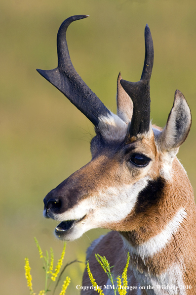 Pronghorn Antelope in habitat