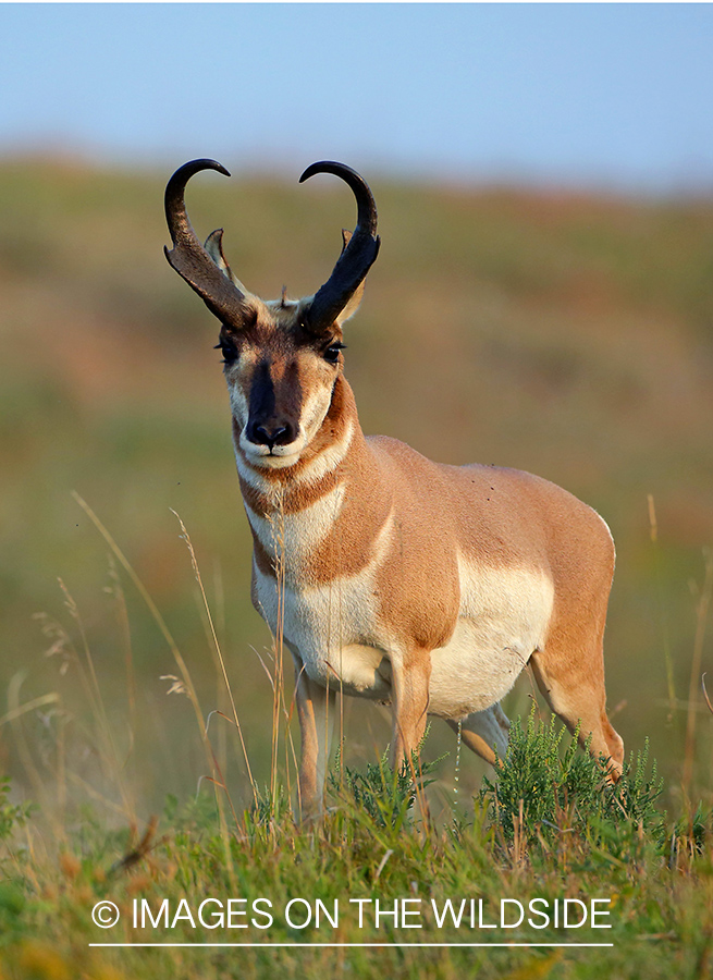 Pronghorn antelope in field.