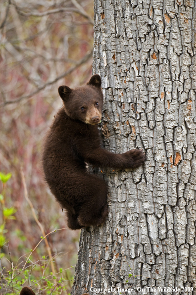 Black Bear Cub