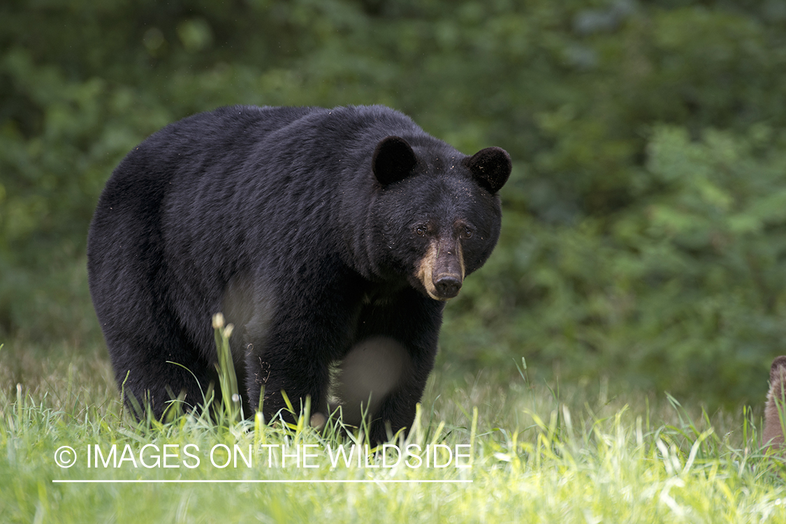 Black Bear in habitat.