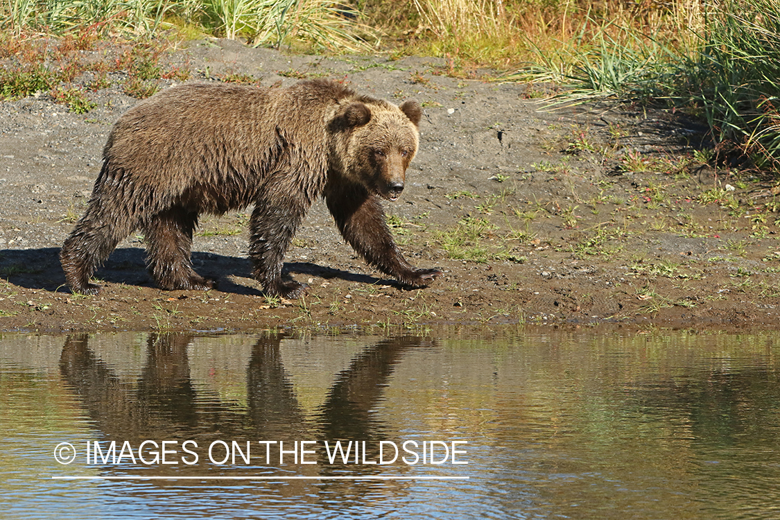 Brown Bear in Alaska.