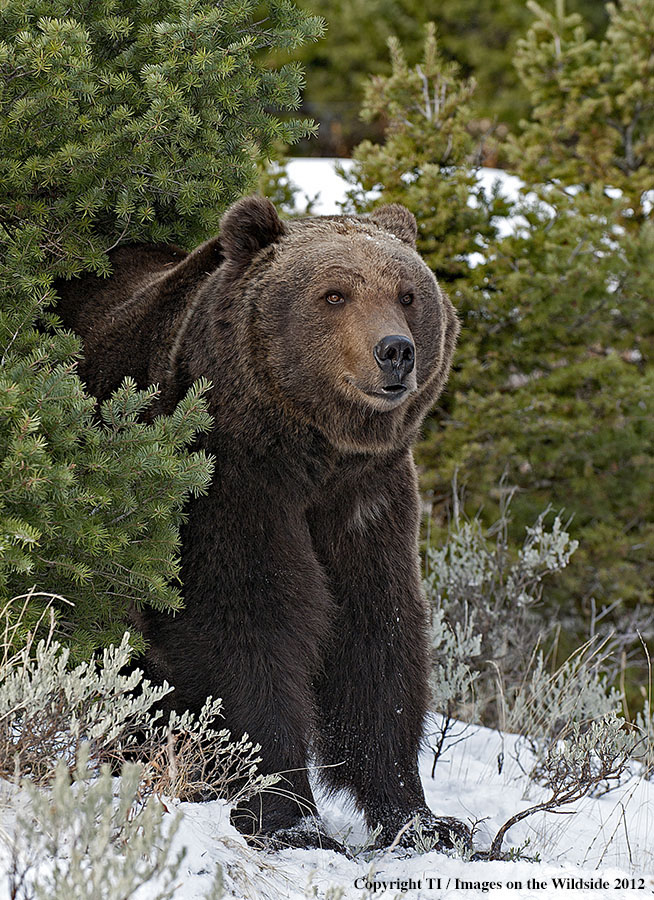 Grizzly Bear in habitat.