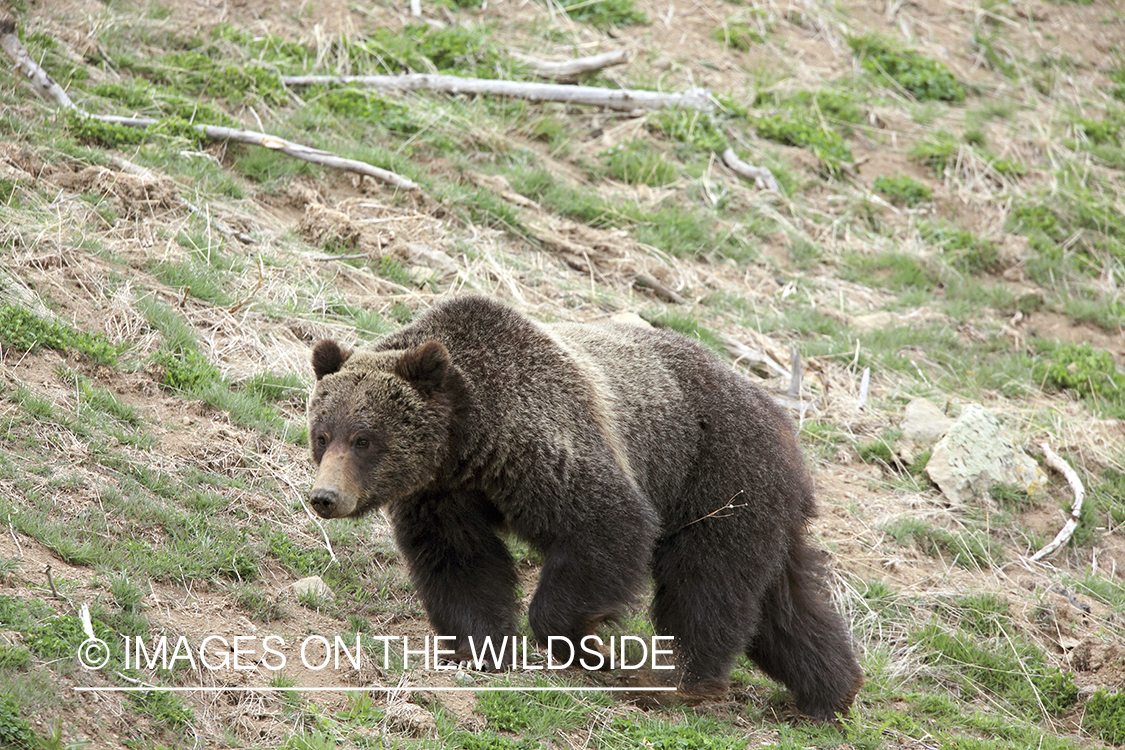 Grizzly bear in habitat.