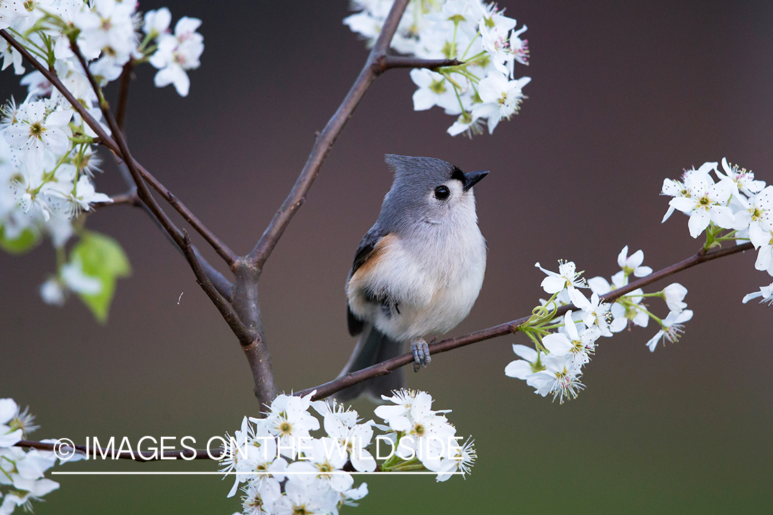 Tufted titmouse in habitat. 