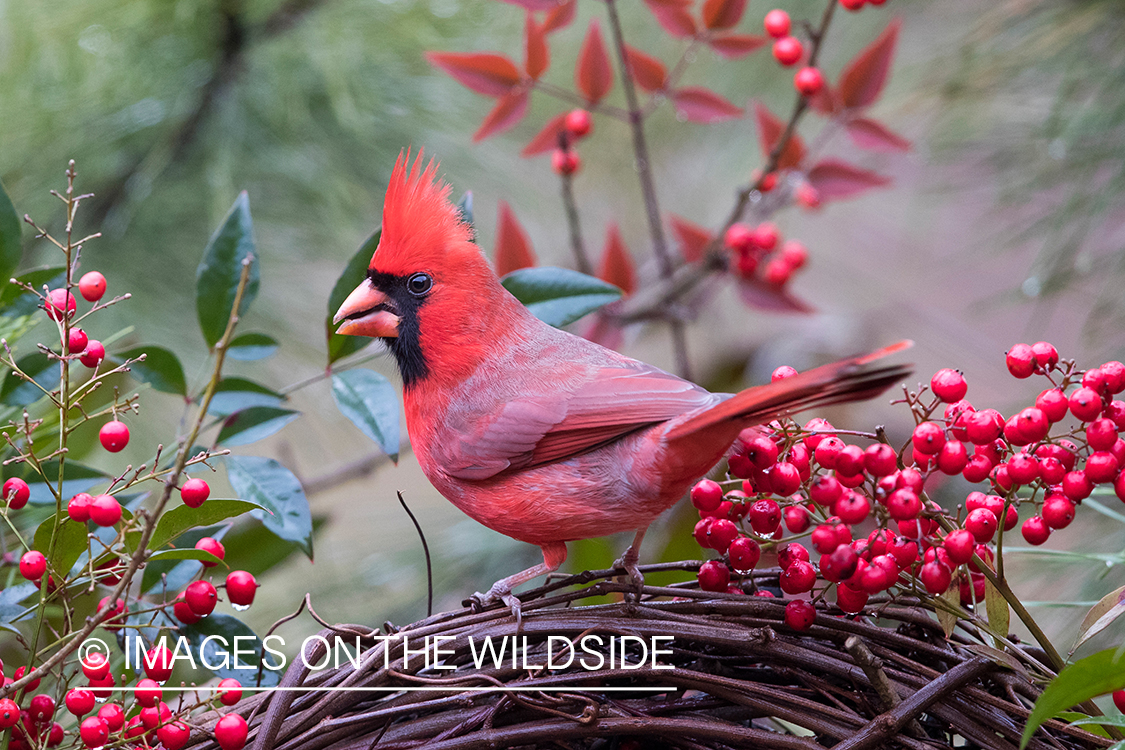 Northern Cardinal on branch.