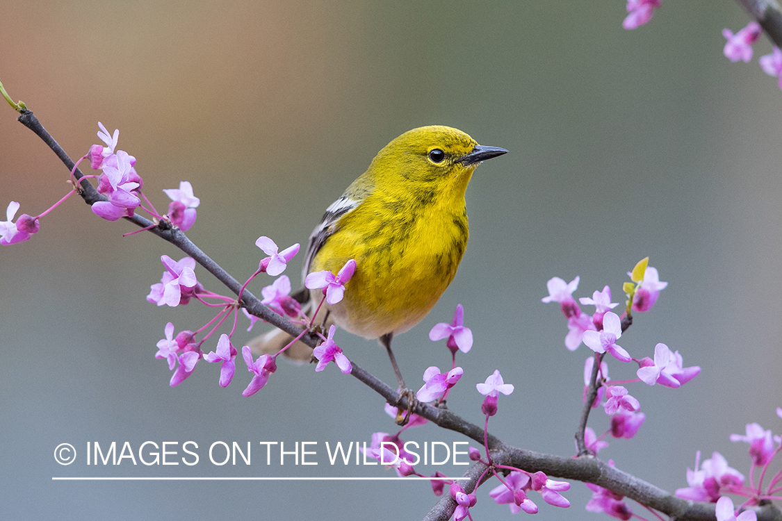 Pine Warbler on branch.