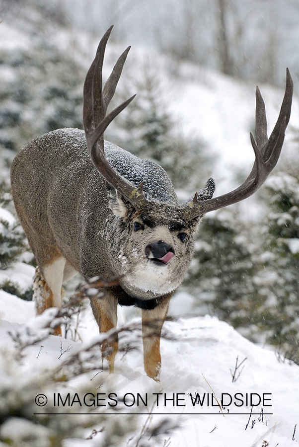 Mule deer 