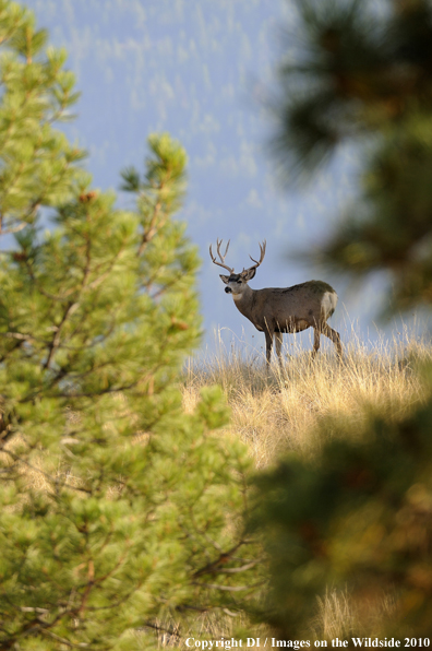 Mule buck in habitat. 