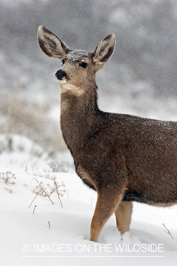 Mule deer doe in habitat. 