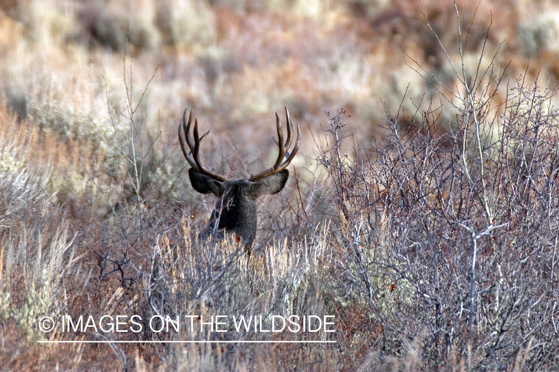 Mule deer buck bedded down