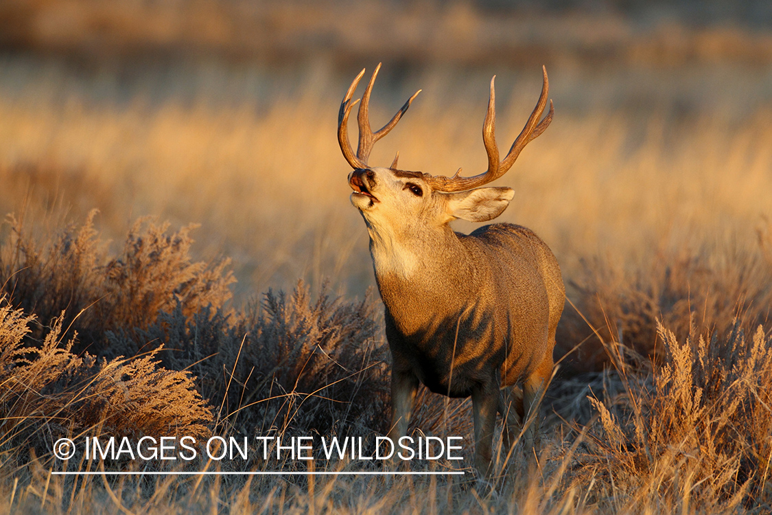 Mule deer buck grunting. 