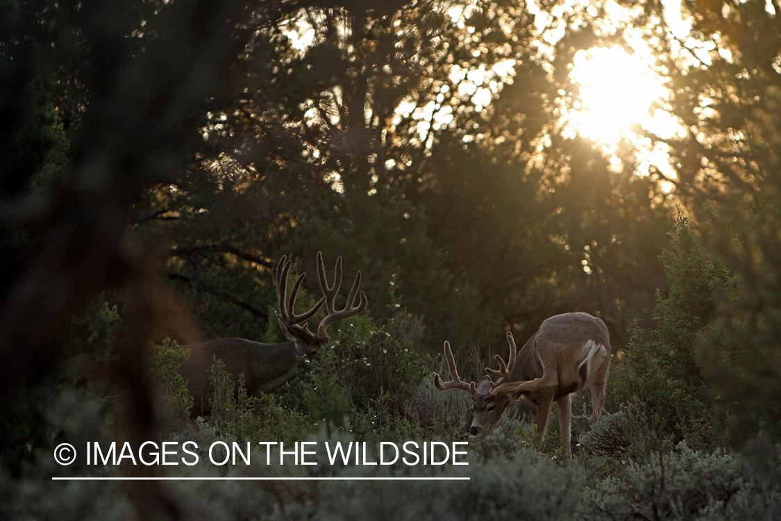 Mule deer bucks in habitat.