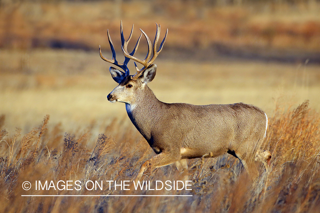 Mule deer buck in field.