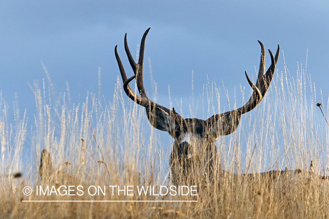 Mule deer buck in field.