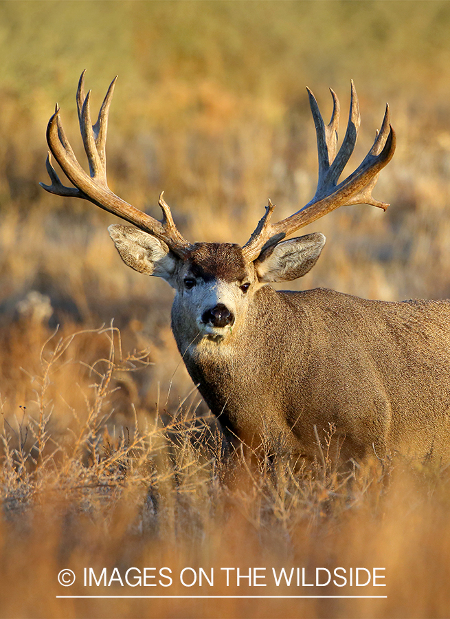 Mule deer buck in field.