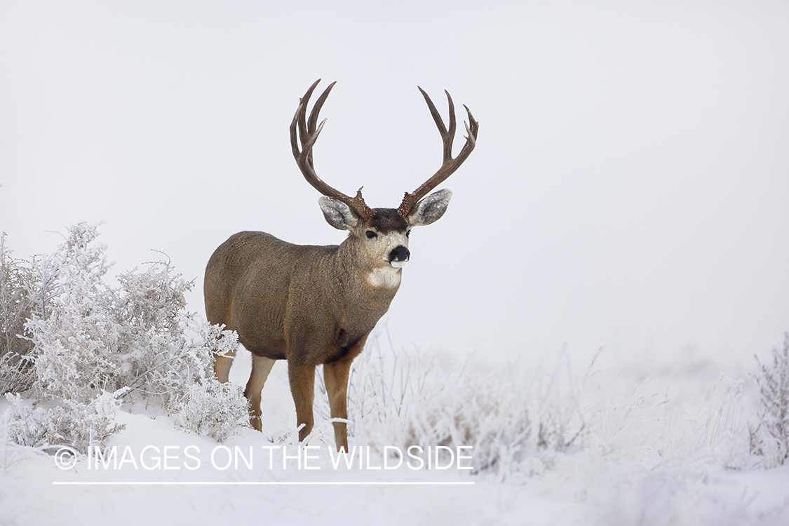 Mule deer buck in winter field.