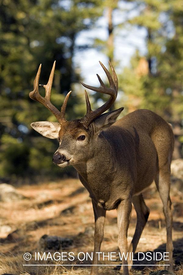 White-tailed deer in habitat