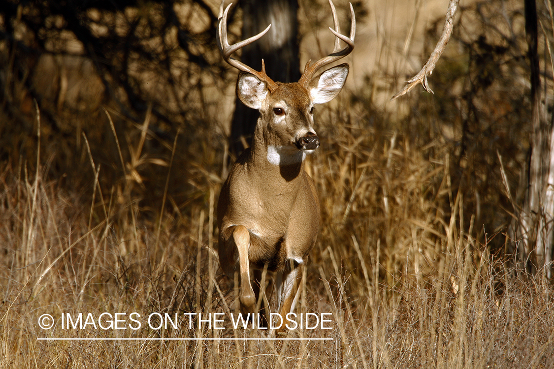 Whitetail Buck