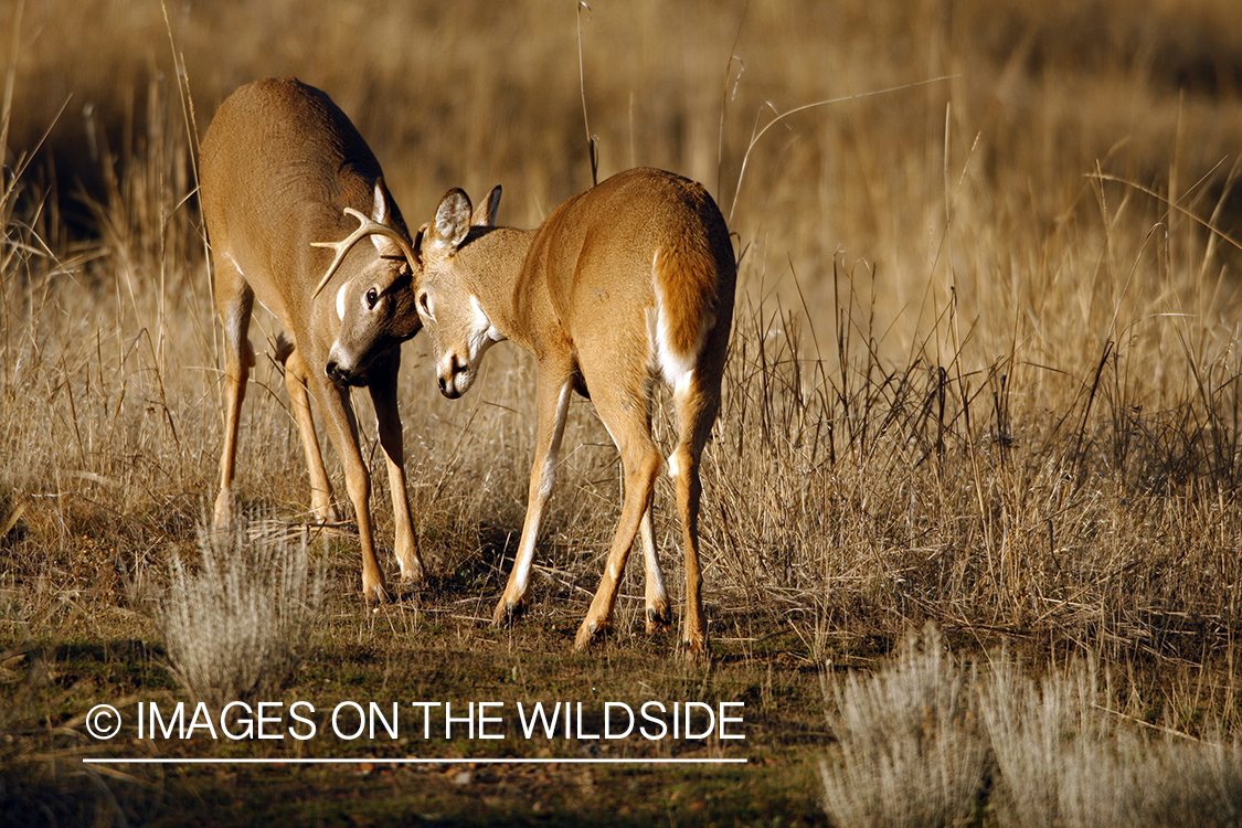 Whitetail Bucks Fighting