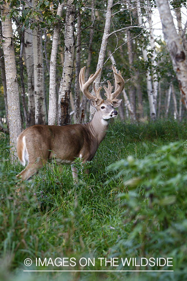 Whitetail buck in velvet