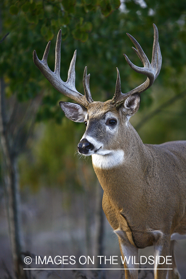 Whitetail buck in habitat