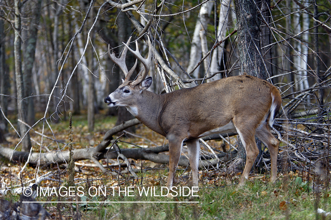 Whitetail buck in habitat