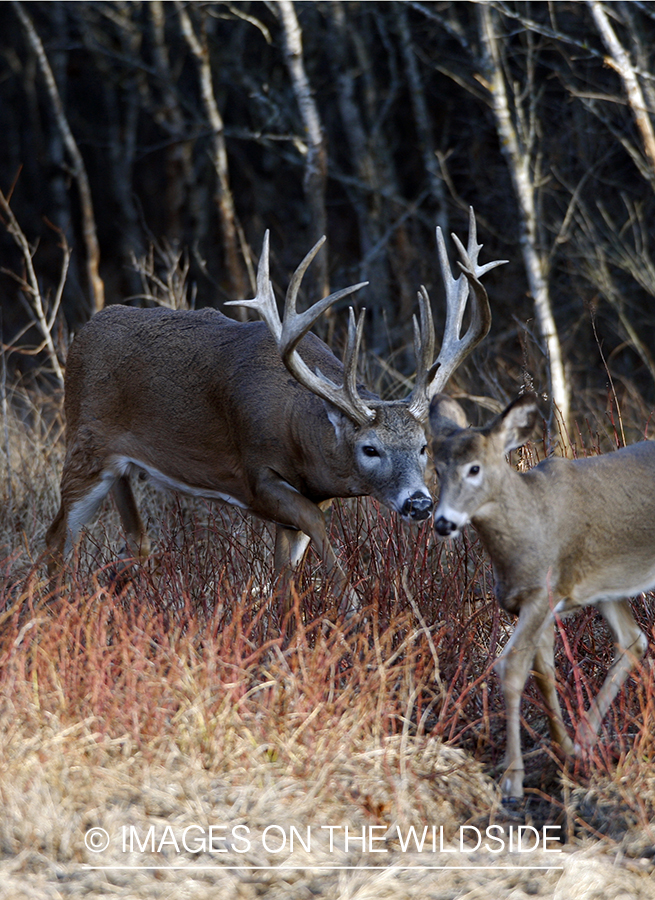 Whitetail buck displaying rutting behavior.