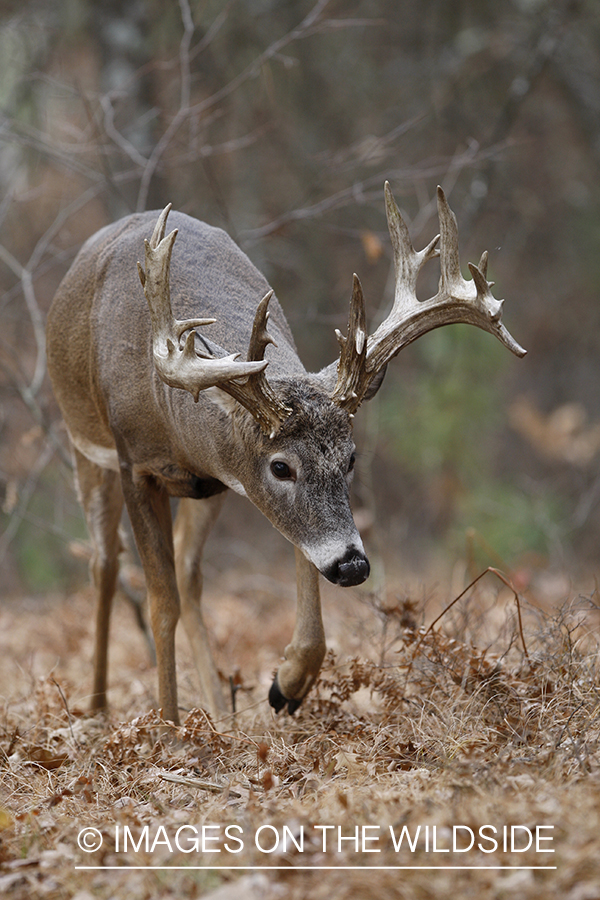 Whitetail buck in habitat.