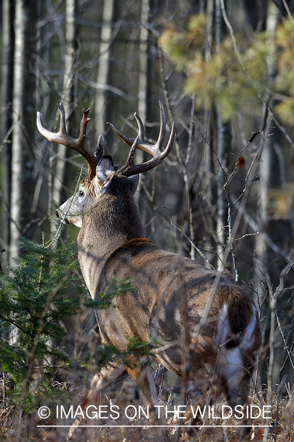 Whitetail buck in habitat.